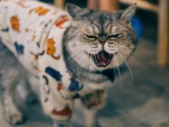-楼上猫咖(罗湖店)