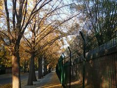 -三里屯东五街银杏大道