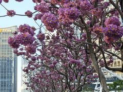 -深圳湾万象城(南山店)