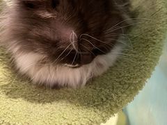 -猫小院猫主题餐厅(三里屯店)