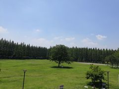 -黄海国家森林公园