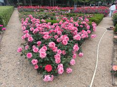 -大望京公园