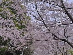 -陆家嘴中心绿地