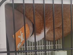 -凯瑞希宠物医院·狂犬免疫·微创·皮肤科