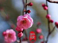 -无锡梅园公园