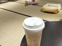 芝士芒芒-逗柴咖啡屋·狗咖猫咖宠物桌游