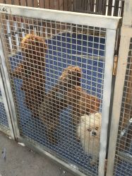 -萌宠亲子动物乐园(槐房万达店)