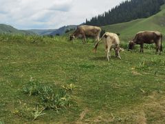 -新疆那拉提国家旅游度假区