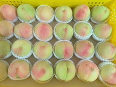 -老袁家蜜桃农场·阳山水蜜桃