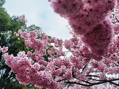 -南山植物园