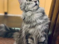 -猫小院猫主题餐厅(三里屯店)