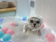 -佐罗家宠物馆·猫文化馆(紫霞路店)
