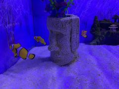 -芜湖新华联大白鲸海洋公园