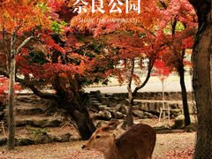 -奈良公园