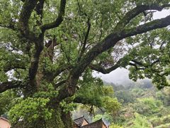 -杨家堂村