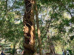 -中国科学院西双版纳热带植物园