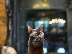 -more than meow吴止猫主题餐厅(承德 中船汇店)