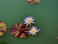 -国家植物园