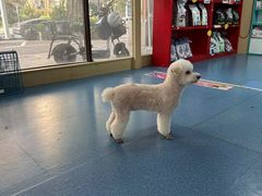 -宠颐生猫科·内科皮肤科(西平世纪城店)