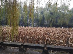 -四川大学(望江校区)
