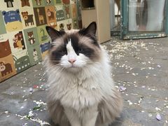 -喵屿·大理花园猫咖