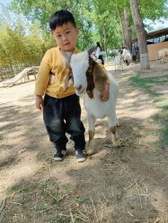 -上美四季动物农场