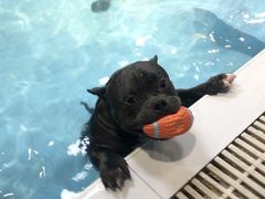 -Goku PET SHOP宠物视觉生活馆(双井店)