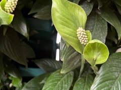 -石家庄市植物园