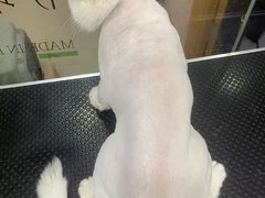 -车接车送·寄养洗护·德文猫舍(大宁店)