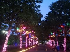 -大塘金香草谷