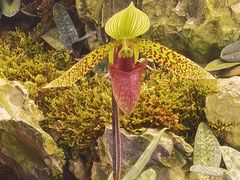 -国家植物园南园