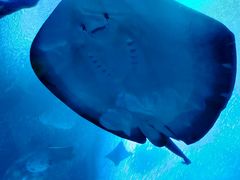 -珠海长隆海洋王国