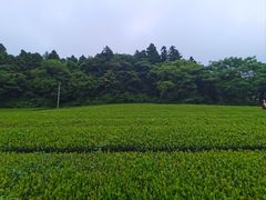 -雪绿茶博物馆