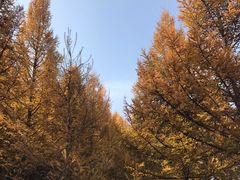 -塞罕坝国家级自然保护区