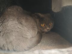 -瑞派·关忠动物医院·猫专科·犬专科(三环新城店)