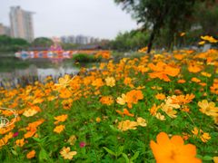 -映月湖公园