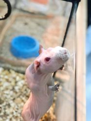 -Moni星球萌宠·小马宝莉·灵蛇·高端高阶全萌宠互动体验俱乐部(红豆国际广场店)