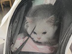 -瑞派宠物医院·24h·骨外科·皮肤科·全科宠物医疗转诊中心(沈阳浑南院)
