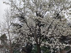 -鸡鸣汤包(红山动物园店)