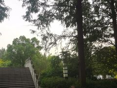 -水杉园