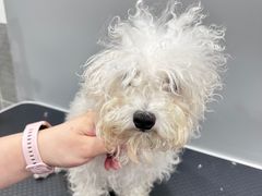 -1013 PET SHOP 宠物商店(近铁城市广场店)