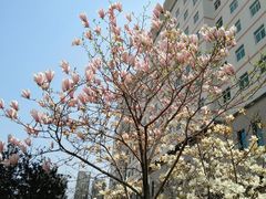 -中国医科大学附属盛京医院(南湖院区)