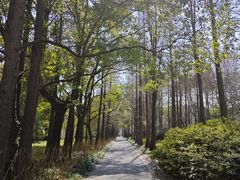 -上海滨江森林公园