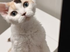 -山宅一喵德文卷毛猫舍