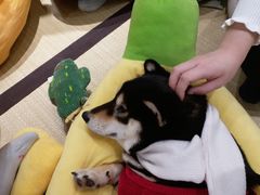 -逗柴咖啡屋·狗咖猫咖宠物桌游