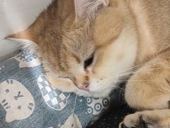 -COLOR PETS 撸猫馆·购猫·猫咖(长风大悦城店)