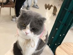 -共舞时光猫咖·狗咖(新街口店)