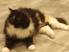 -楼上猫咖(罗湖店)