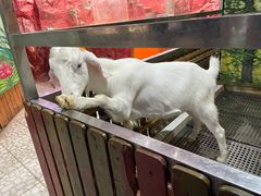 -上海大自然野生昆虫馆(东方明珠·爬宠昆虫探索中心)