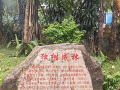 -独树成林